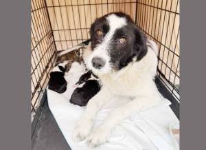 Sursă foto: ediția tipărită.