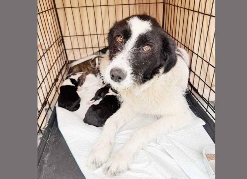 adapost caini curtea de arges Sursă foto: ediția tipărită.