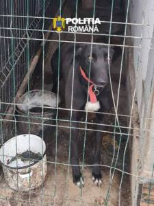 Sursă foto: IPJ Argeș.