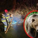 Sursă foto: Colaj Ancheta/ISU Argeș și Digi 24.