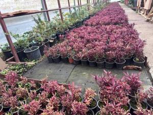 Sursă foto: Primăria Municipiului Pitești.