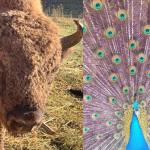 Sursă foto: FB Primăria Munciipiului Pitești.