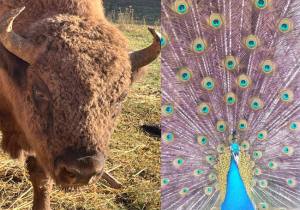 Sursă foto: FB Primăria Munciipiului Pitești.