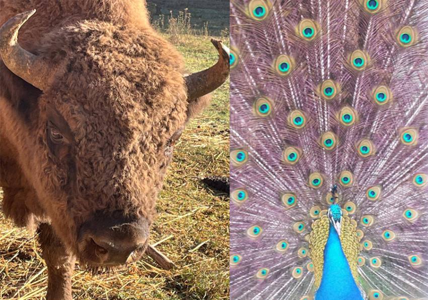 Sursă foto: FB Primăria Munciipiului Pitești.