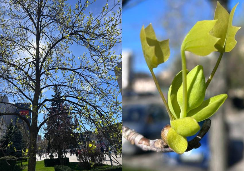 Sursă foto: FB Salpitflro Green SA