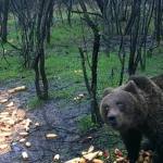 Alertă în Argeș! Urs văzut într-o localitate 10 urs albota