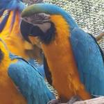 zoo pitesti