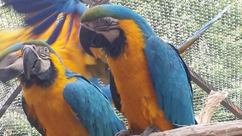 zoo pitesti