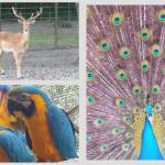 Grădina Zoologică Pitești își așteaptă vizitatorii de Paște 14 Untitled project 12 - Grădina Zoologică Pitești își așteaptă vizitatorii de Paște