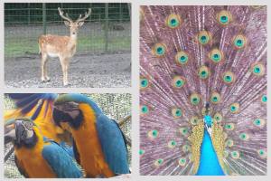 Untitled project 12 - Grădina Zoologică Pitești își așteaptă vizitatorii de Paște