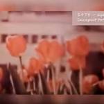 101 - (Video) Prima ediție a Simfoniei Lalelelor, imagini din 1978