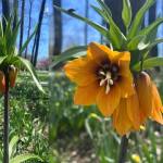 Sursă foto: FB Salpitflor Green S.A.