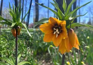 Sursă foto: FB Salpitflor Green S.A.