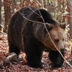 672684731 122196195638791955 473965746658804958 n - Urs semnalat într-un sat din Argeș