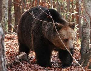 672684731 122196195638791955 473965746658804958 n - Urs semnalat într-un sat din Argeș