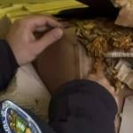 cats - Captură uriașă: Peste o tonă de tutun vrac, descoperită de polițiști într-o dubă