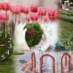 72b88cc7 ebc1 4581 a498 f3a73db905f6 - Simfonia Lalelelor continuă. Programul zilei de astăzi