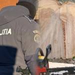 91a39ed0 8bcb 48b2 8a2d 6563c8746f33 - Arbore tăiat ilegal în Merișani! Doi bărbați prinși în flagrant când îl încărcau în remorcă