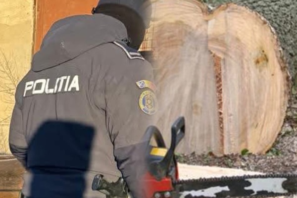 91a39ed0 8bcb 48b2 8a2d 6563c8746f33 - Arbore tăiat ilegal în Merișani! Doi bărbați prinși în flagrant când îl încărcau în remorcă