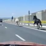 fbdf5620 f676 41ad bcc9 0c405a0c56fc - Pericol pe DEx12: Cai surprinși în trafic. Stâpânii, amendați de polițisti