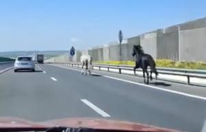 fbdf5620 f676 41ad bcc9 0c405a0c56fc - Pericol pe DEx12: Cai surprinși în trafic. Stâpânii, amendați de polițisti