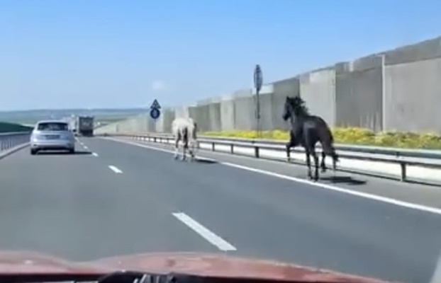 fbdf5620 f676 41ad bcc9 0c405a0c56fc - Pericol pe DEx12: Cai surprinși în trafic. Stâpânii, amendați de polițisti