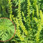 Sursă foto: FB Primăria orașului Ștefănești