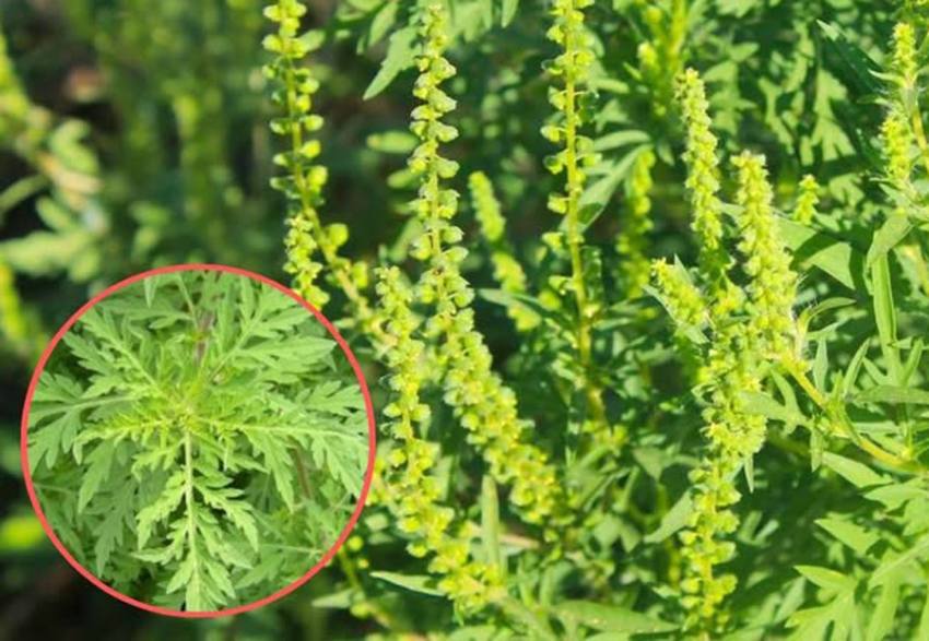 Sursă foto: FB Primăria orașului Ștefănești