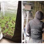 Culturi de canabis Topoloveni