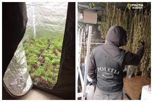 Culturi de canabis Topoloveni