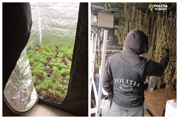 Culturi de canabis Topoloveni