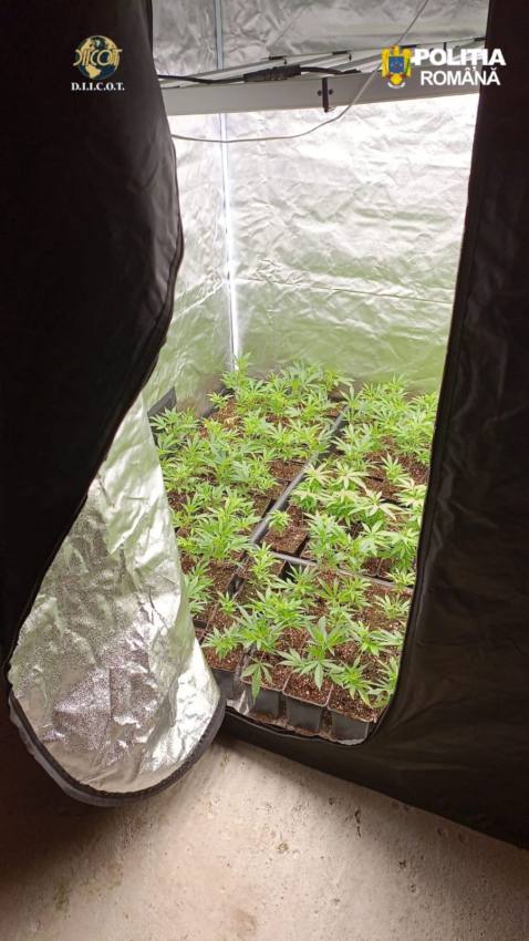WhatsApp Image 2026 04 22 at 12.07.48 - Culturi de canabis la Topoloveni! Percheziții la o rețea care vindea droguri elevilor