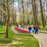 677210653 1408305397990470 2467587515405179033 n - Piteștenii sunt așteptați și azi la Simfonia Lalelelor 2026!