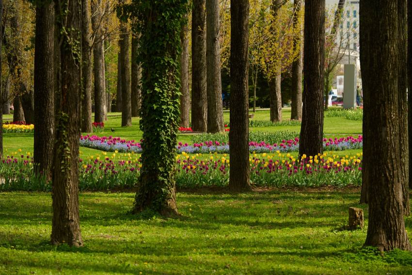 684281729 1413500167470993 2765328550859730740 n - Final spectaculos al Simfoniei Lalelelor 2026