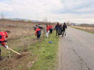 puieți plantați la Topoloveni