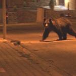 685050361 2597755803952205 7579385077270461697 n - Ursul a reapărut în Bradu. Recomandările primarului pentru localnici