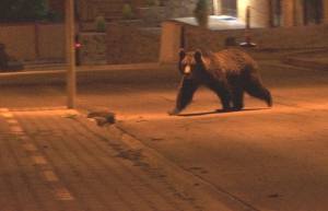 685050361 2597755803952205 7579385077270461697 n - Ursul a reapărut în Bradu. Recomandările primarului pentru localnici