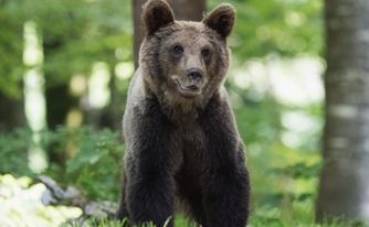 urs