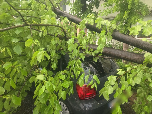 72aaba6a 2997 48dd 80a5 29d69bf22603 - Vremea a creat probleme în Pitești: copaci căzuți pe mașini