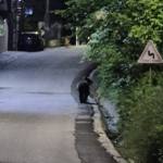 f06421cc 3bcb 461c 8aa3 10a950b2c910 - Alertă în Bascov! A fost semnalată prezența unui urs