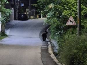 f06421cc 3bcb 461c 8aa3 10a950b2c910 - Alertă în Bascov! A fost semnalată prezența unui urs