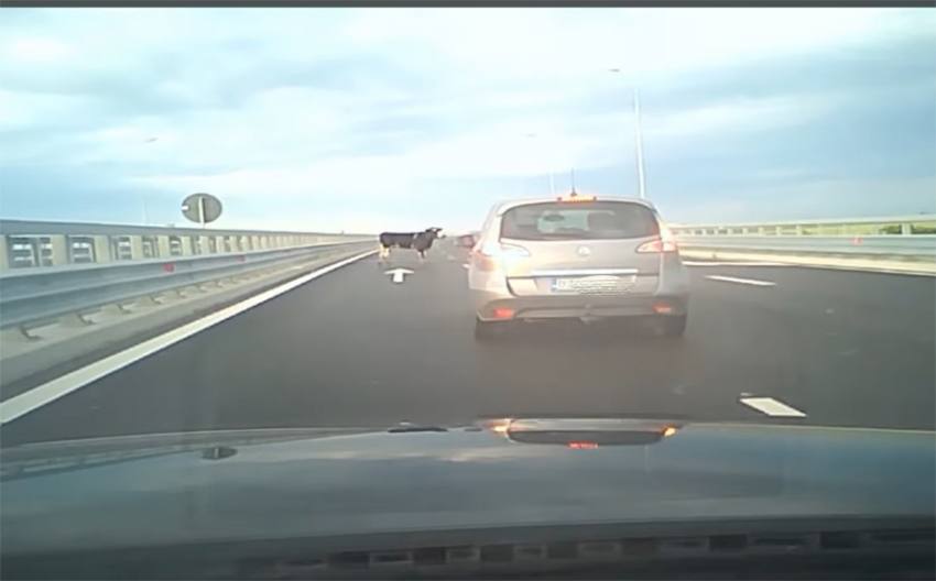 vaca pe a7 1 - Scene incredibile pe Autostrada A7! Patru vaci au căzut dintr-un camion și au blocat traficul