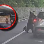 atac urs Transfăgărășan (1)