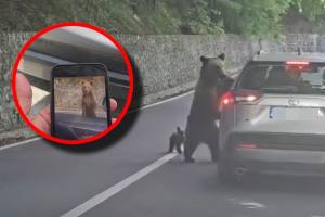 atac urs Transfăgărășan (1)