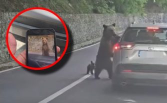 atac urs Transfăgărășan (1)
