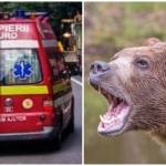 Incident grav în zona Barajului Vidraru! Cetățean străin mușcat de urs 10 page 2 - Incident grav în zona Barajului Vidraru! Cetățean străin mușcat de urs
