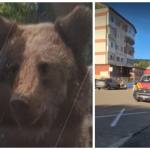 atac urs transfăgărășan israelian