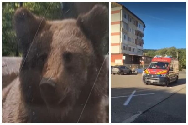 atac urs transfăgărășan israelian atac urs transfăgărășan israelian