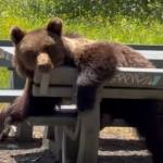 urs la picnic Transfăgărășan