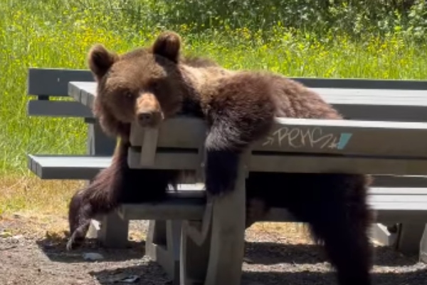 urs la picnic Transfăgărășan